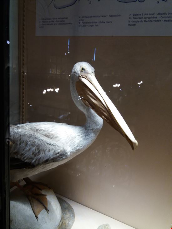Montecarlo Principato di Monaco Museo oceanografico  